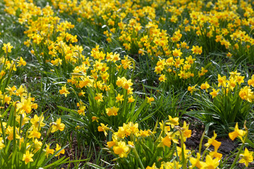 Obraz premium Green spring meadow covered with yellow flowering daffodils