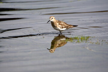 Baird's sandpiper (Calidris bairdii) wading in Lago Mojanda outside of Otavalo, Ecuador