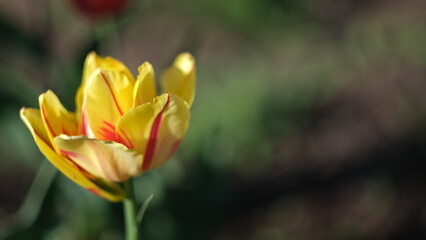 blooming tulips in spring in the garden