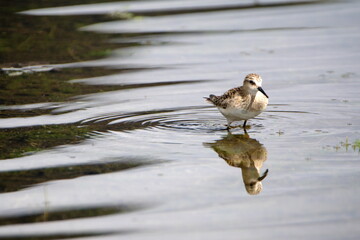 Baird's sandpiper (Calidris bairdii) wading in Lago Mojanda outside of Otavalo, Ecuador