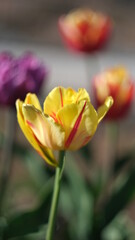 blooming tulips in spring in the garden