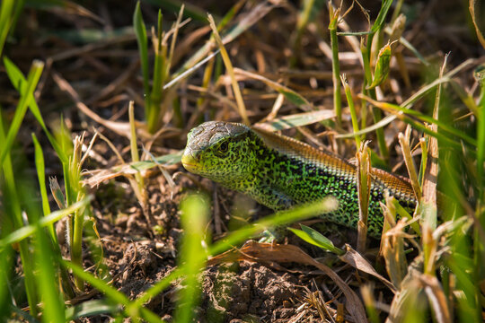 Lizard watching me out of the green grass