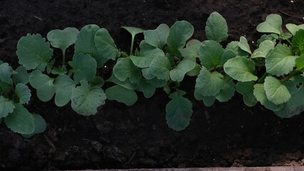 radish sprouts in the garden
