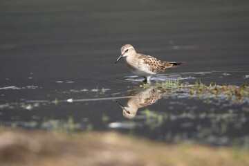 Baird's sandpiper (Calidris bairdii) wading in Lago Mojanda outside of Otavalo, Ecuador
