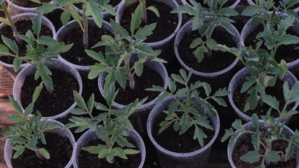 tomato seedlings in plastic cups