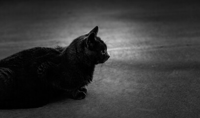 Black cat on the street