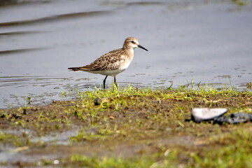 Baird's sandpiper (Calidris bairdii) wading in Lago Mojanda outside of Otavalo, Ecuador