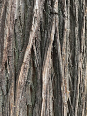 Obraz premium tree,bark,texture,old,aged,ancient,pattern,surface,forest,natural,environment,nature,brown,material,rough,wood,closeup,garden,park,ecology,background,wallpaper,vertical,backdrop,landscape,plant