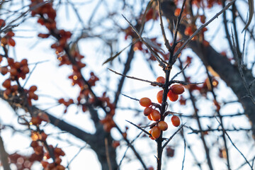 Sea buckthorn branches with ripe berries and no leaves. Autumn season