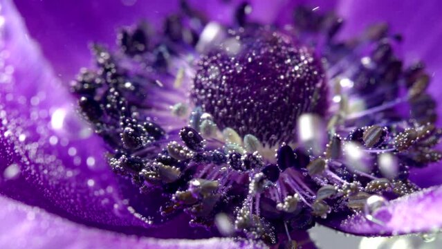 Close-up of bright purple flower with bubbles. Stock footage. Beautiful flower in clear water with stream of bubbles on isolated background. Stream of bubbles under water waving flower