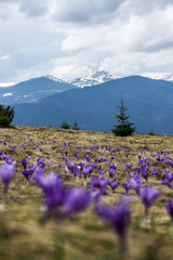 Spring in Carpathians