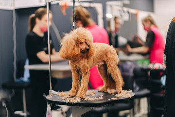 Poodle haircut. The master performs work in the grooming salon.