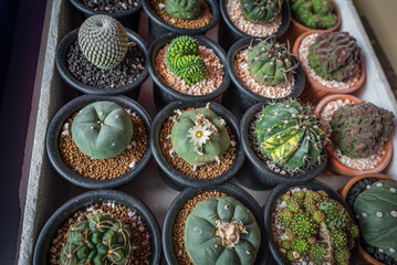 Lophophora williamsii blooms among other cacti on the tray in a plant shop. That cactus is known as peyote which contains mescaline. - obrazy, fototapety, plakaty