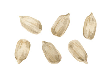 Watercolor illustration with a group of peeled sunflower seeds isolated on a white background. Bright summer collection.