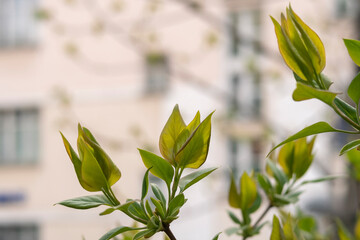 Young green tree leaves against city building. Spring time. Selective focus