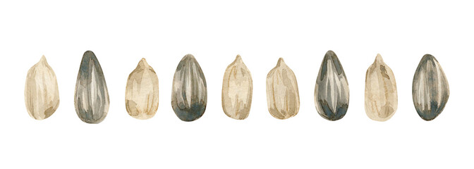 Watercolor illustration with a group of peeled sunflower seeds isolated on a white background. Bright summer collection.