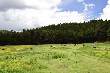 Curious funny animals at meadow. Llamas graze in the field in front of the forest. Cusco, Peru