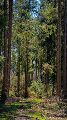 Fototapeta premium spruce trees in the forest