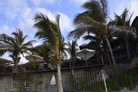 Palm trees in the beach in Mancora, Piura, Peru.