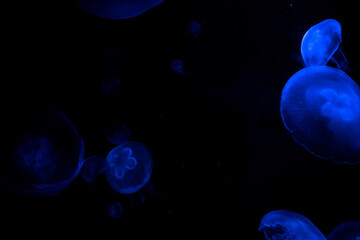 Obraz na płótnie Canvas Blue glowing jellyfish in a tank 