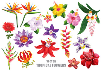 Tropical floral set. Flowers collection. Vector design isolated elements on the white background.