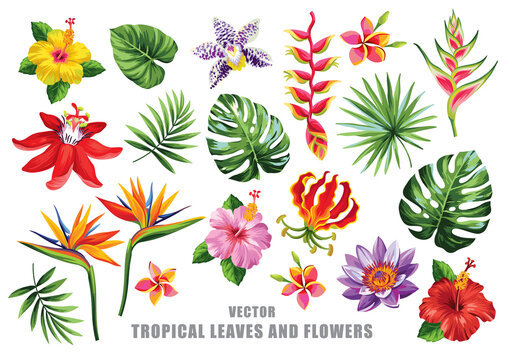 Tropical floral set. Flowers collection. Vector design isolated elements on the white background.