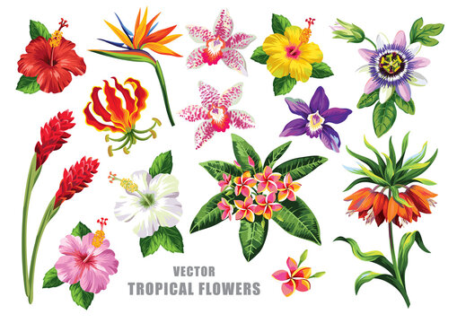 Tropical flowers set. Floral illustration. Vector design isolated elements on the white background.
