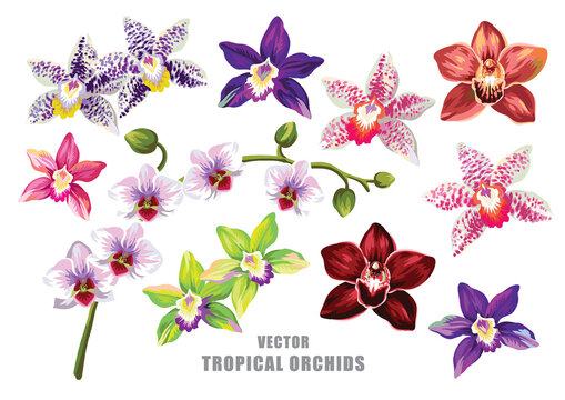 Tropical orchids set. Flowers collection. Vector design isolated elements on the white background.