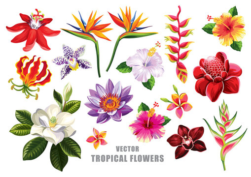 Tropical flowers set. Floral illustration. Vector design isolated elements on the white background.