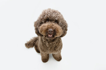Portrait cute brown poodle puppy dog looking up. Isolated on white background