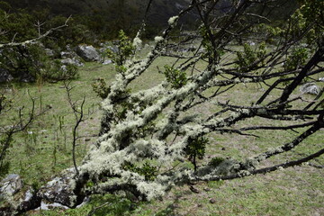 The branches of a tree with black bark are covered with thick moss, on the way to lagoon 69.