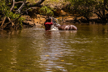 the river in the forest