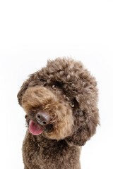 Portrait cute brown poodle puppy dog tilting head side. Isolated on white background