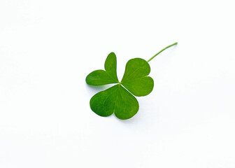 green clover leaves on white background