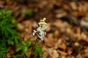 Wild orchid in the forest