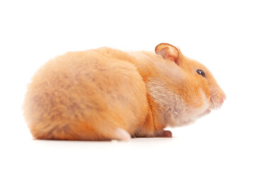 Hamster profile isolated on white background