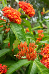 red and yellow flowers