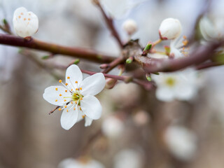 cherry tree blossom - obrazy, fototapety, plakaty