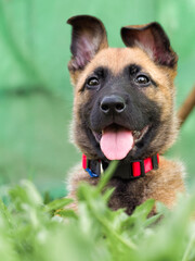 Portrait of Belgian shepherd puppy