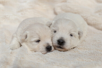 Beautiful puppies West Highland White Terrier on a white soft blanket.