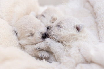 Beautiful puppies West Highland White Terrier on a white soft blanket.