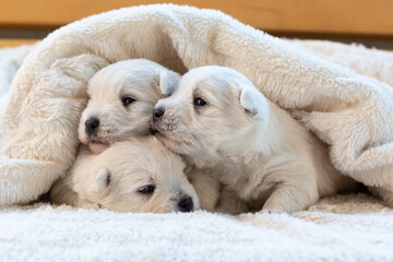 Beautiful puppies West Highland White Terrier on a white soft blanket.