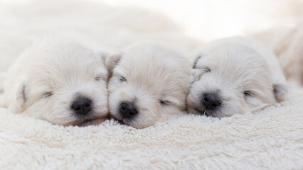 Beautiful puppies West Highland White Terrier on a white soft blanket.