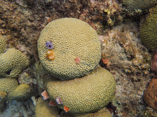 Corals are marine invertebrates within the class Anthozoa of the phylum Cnidaria.