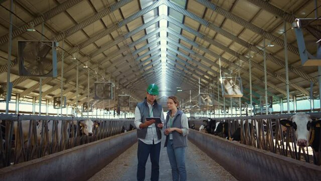 Animal farm managers talking holding tablet computer inside modern cowshed barn.