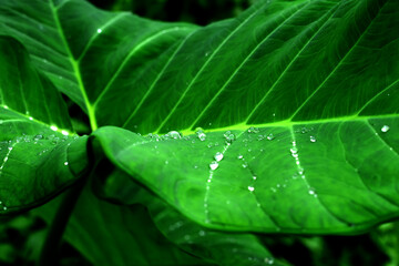 leaf with water drops