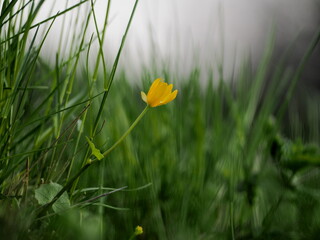 yellow flower in grass