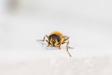 detail Makro Aufnahme einer Biene im Frühling auf einem weißen Holz Balken sitzend, Deutschland