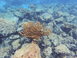 Corals are marine invertebrates within the class Anthozoa of the phylum Cnidaria.