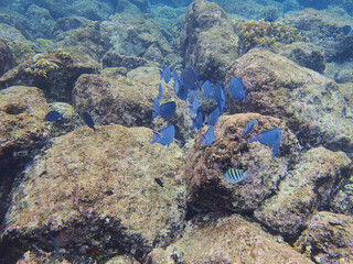 Fototapeta na wymiar Blue Tang eating growth off of coral